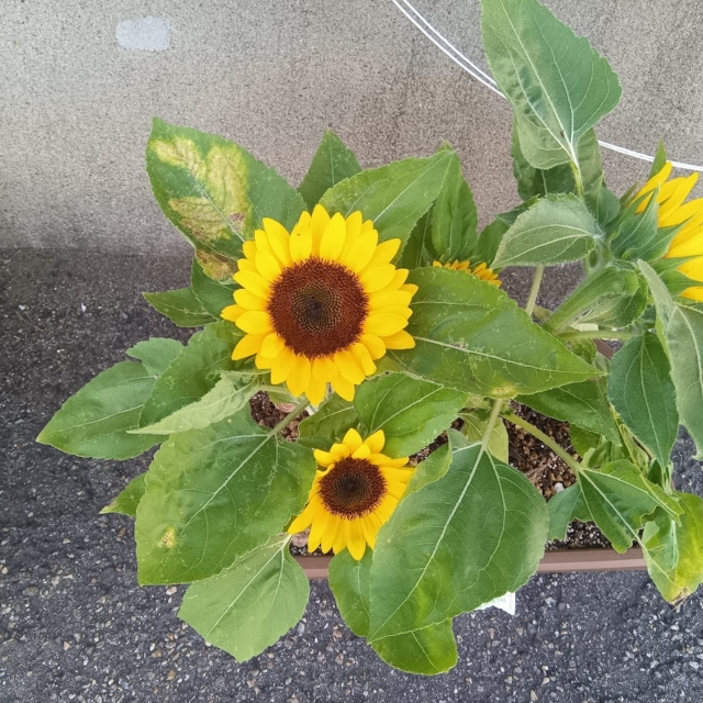 毎日暑い中お疲れさまです